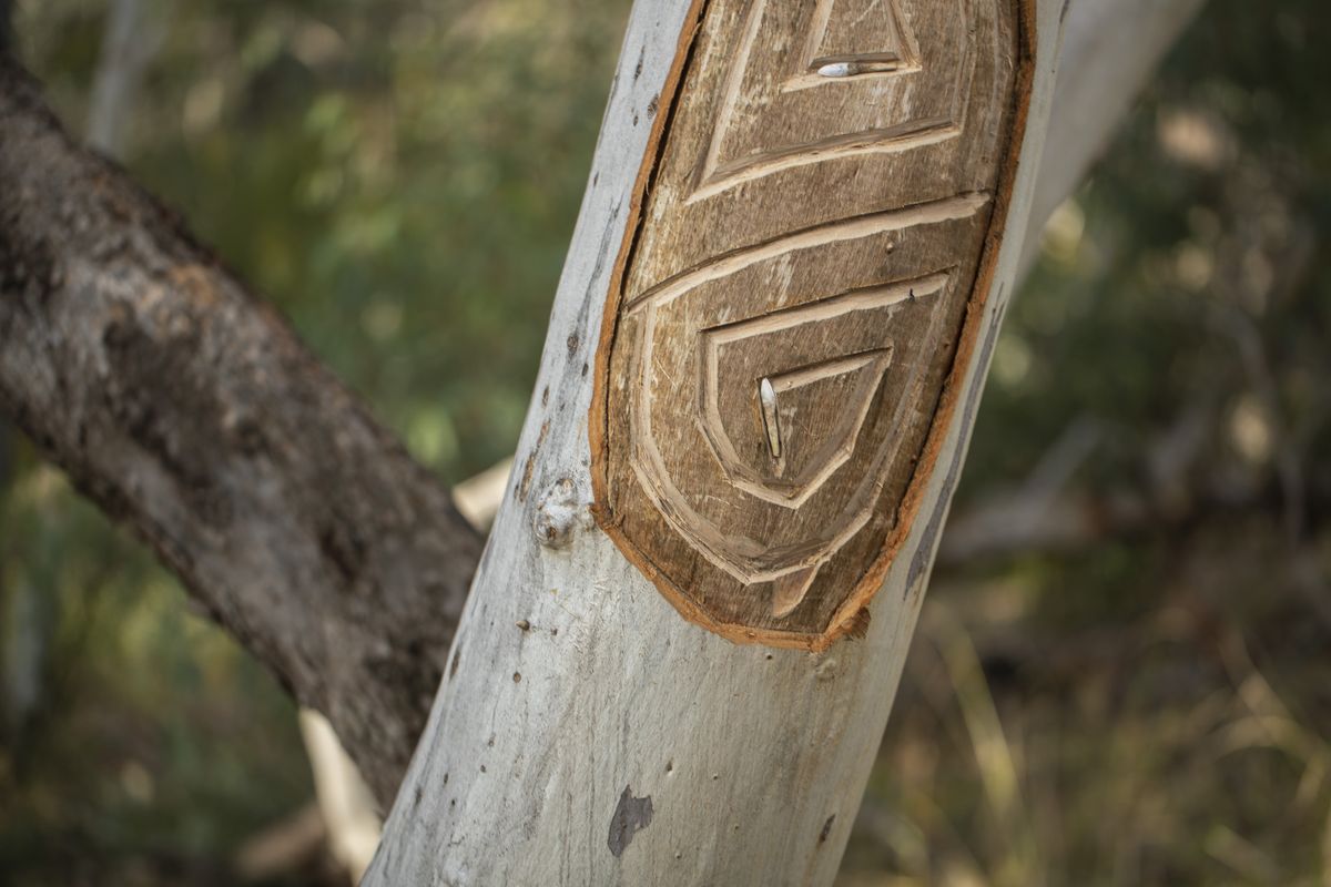 Detailed image of scar tree