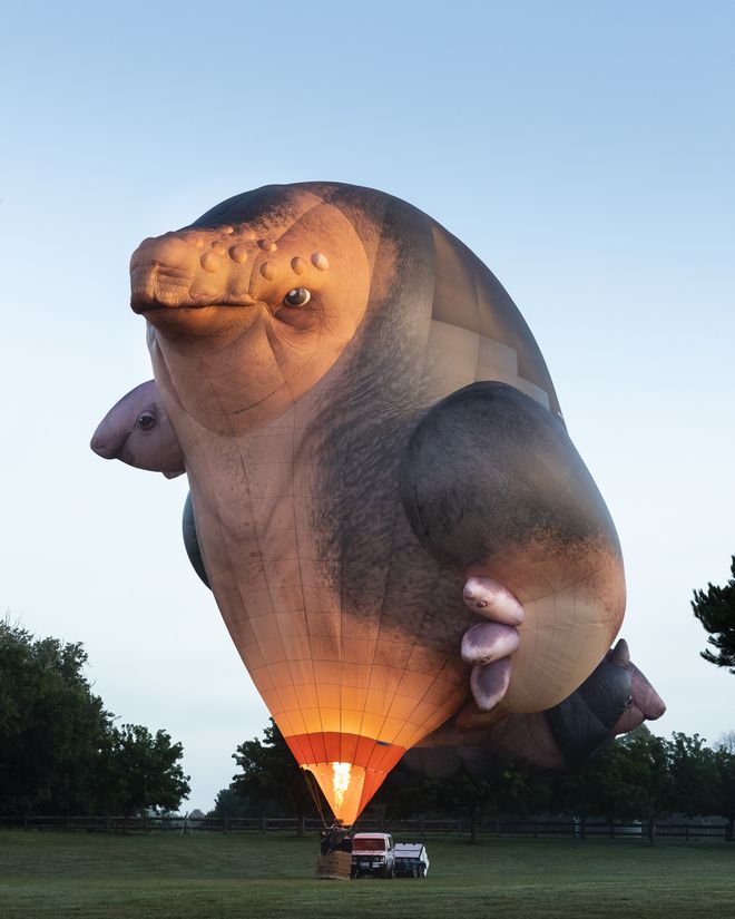 A giant hot-air balloon is ready for take off in a field. It is in the shape of a skywhale.