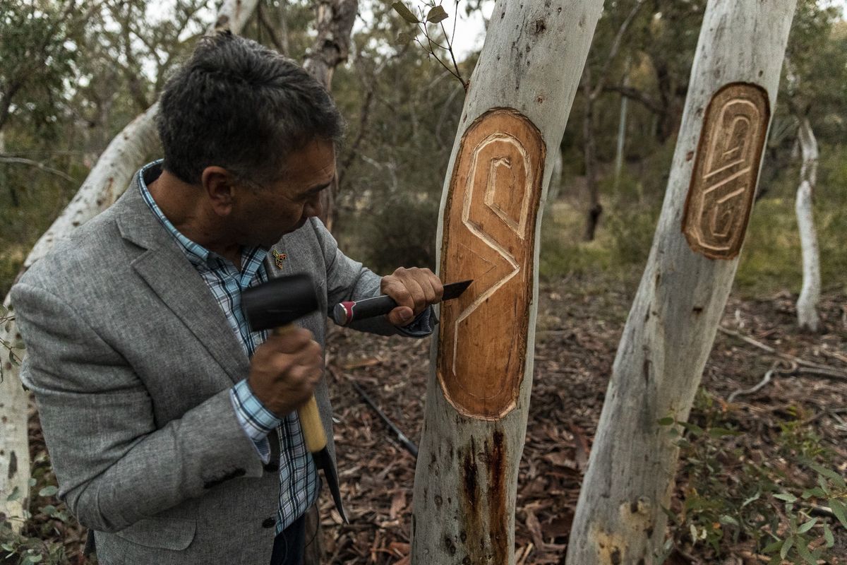 Photograph of Paul Girrawah House using a hammer and chisel to engrave a traditional First Nations symbol onto a tree